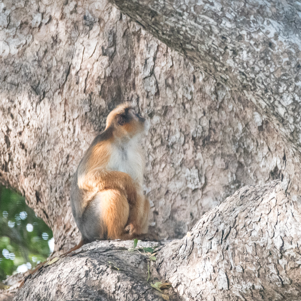 Colobe de Temminck (Temminck's red colobus, Piliocolobus Teminckii), Réserve de Fathala, Sénégal.